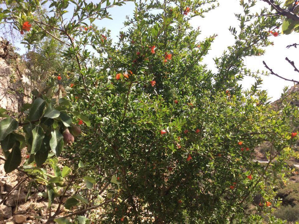 La Villa Di Zazopetra Menetai Luaran gambar
